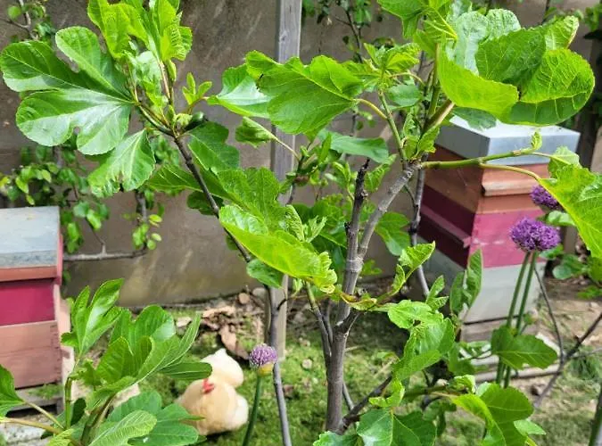 Tiny House Cosy 2 - Angers